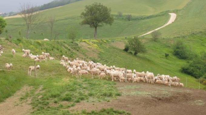 Lonate Pozzolo, sparite 180 pecore al pascolo - Il Giorno