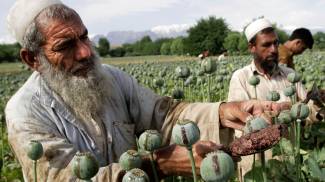 Afghan peasants at work on the opium fields