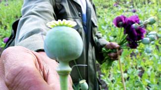 The opium flower: heroin is also made from here