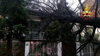 Il vento ha abbattuto un albero su una casa