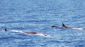 Balenottere comuni nel santuario Pelagos (foto Laura Pintore-Wwf)