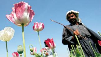 A Taliban in an opium field