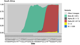 Il grafico sull&#39;onda della nuova variante (in blu) postato dal virologo Tullio de Oliveira